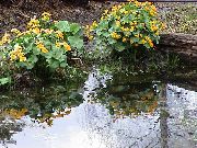 żółty Kwiat Kaluzhnitsa (Caltha palustris) zdjęcie