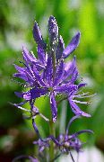 Camassia púrpura Flor