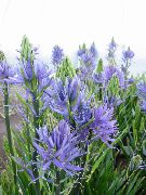 gaiši zils Zieds Camassia  foto