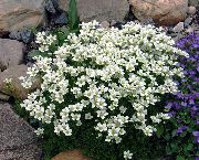 Saxifraga λευκό λουλούδι