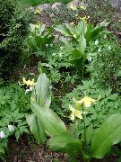 gul Blomma Fawn Lilja (Erythronium) foto