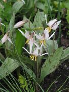bijela Cvijet Ulagivati ​​ljiljan (Erythronium) foto