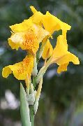 žuti Cvijet Canna Lily, Indijska Pucao Biljka  foto