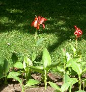 roșu Floare Canna Crin, Plante Împușcat Indian  fotografie