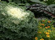 Ανθοφορία Λάχανο, Διακοσμητικά Λάχανο, Λάχανο, Σγουρό Λάχανο λευκό λουλούδι
