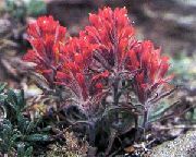 წითელი ყვავილების Indian Paintbrush (Castilleja) ფოტო