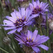 garden flowers lilac Love Plant, Cupid's Dart Catananche  photos, description, cultivation and planting, care and watering