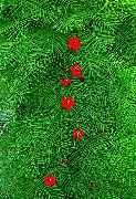 röd Blomma Kardinal Klättrare, Cypress Vine, Indiska Rosa (Ipomoea quamoclit) foto