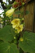 garden flowers yellow Yellow Wax Bells Kirengeshoma palmata photos, description, cultivation and planting, care and watering