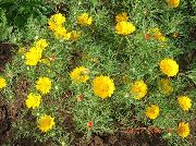 Cladanthus amarelo Flor
