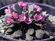 ružový Kvetina Alpské Jar Krása (Claytonia megarhiza) fotografie