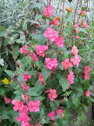 Clarkia, Girlande Blume, Bergkranz rosa 