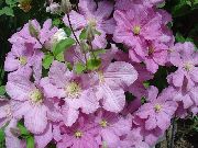 ružový Kvetina Klematis (Clematis) fotografie