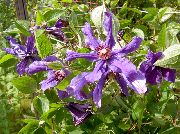Clemátide púrpura Flor