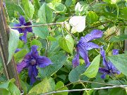 plava Cvijet Pavit (Clematis) foto