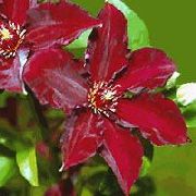 Clematis წითელი ყვავილების