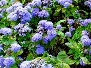 декоративные садовые цветы голубые Агератум фото, описание, выращивание и посадка, уход и полив