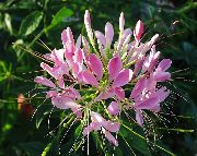 roz  Floare Paianjen, Picioare De Păianjen, Mustati Bunicului Lui (Cleome) fotografie