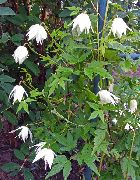 Atragene, პატარა Flowered Clematis თეთრი ყვავილების