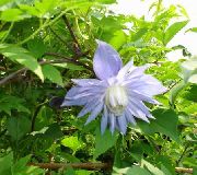 Atragene, Kleinblumige Clematis blau Blume