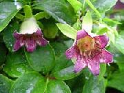 rosa Flor Bonnet Campânula (Codonopsis) foto