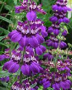 violetti Kukka Sinisilmäinen Mary, Kiinan Talot (Collinsia) kuva