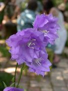 紫丁香 花 风铃，风铃草 (Campanula) 照片