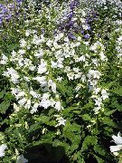 vit Blomma Campanula, Blåklocka  foto