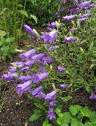 purpurowy Kwiat Bell Srednerosloe (Campanula) zdjęcie