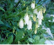 bijela Cvijet Campanula, Zvončić  foto