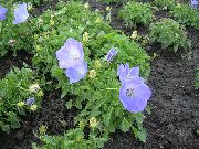 jasnoniebieski Kwiat Bell Niewymiarowych (Campanula) zdjęcie