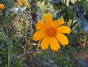 Lanceleaf Φυτό Και Άνθος, Φυτό Και Άνθος Tickseed πορτοκάλι λουλούδι