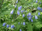 декоративные садовые цветы голубые Аденофора (бубенчик) фото, описание, выращивание и посадка, уход и полив