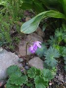 halványlila Virág Cortusa, Alpesi Harangok  fénykép