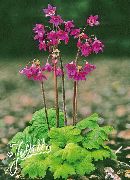Cortusa, Alpski Zvončki rožnat Cvet
