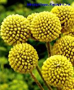 žltý Kvetina Billy Tlačidlá (Craspedia) fotografie