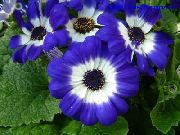 μπλε λουλούδι Cineraria Ανθοπωλείο (Pericallis x hybrida) φωτογραφία
