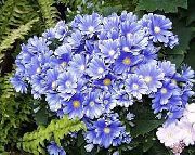 ღია ლურჯი ყვავილების Florist ის Cineraria (Pericallis x hybrida) ფოტო