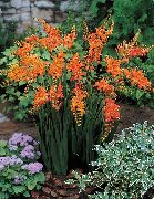 Crocosmia oranžna Cvet