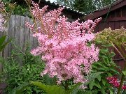 декоративные садовые цветы розовые Лабазник (Таволга,Филипендула) фото, описание, выращивание и посадка, уход и полив