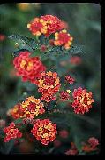 წითელი ყვავილების Lantana  ფოტო