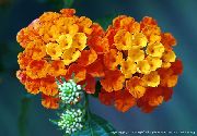 Lantana oranžna Cvet