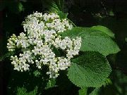 Lantana λευκό λουλούδι