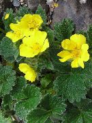ყვითელი ყვავილების Cinquefoil (Potentilla) ფოტო