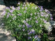 декоративные садовые цветы сиреневые Лаурентия (Исотома) фото, описание, выращивание и посадка, уход и полив