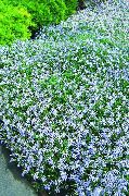 декоративные садовые цветы голубые Лаурентия (Исотома) фото, описание, выращивание и посадка, уход и полив
