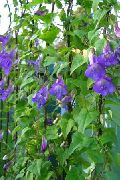 декоративные садовые цветы синие Азарина (Маурандия) фото, описание, выращивание и посадка, уход и полив