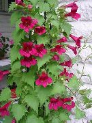 декоративные садовые цветы красные Азарина (Маурандия) фото, описание, выращивание и посадка, уход и полив