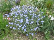 Льон Однорічний блакитний Квітка