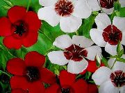 punainen Kukka Tulipunainen Pellava, Punainen Pellava, Kukinnan Pellava (Linum grandiflorum) kuva